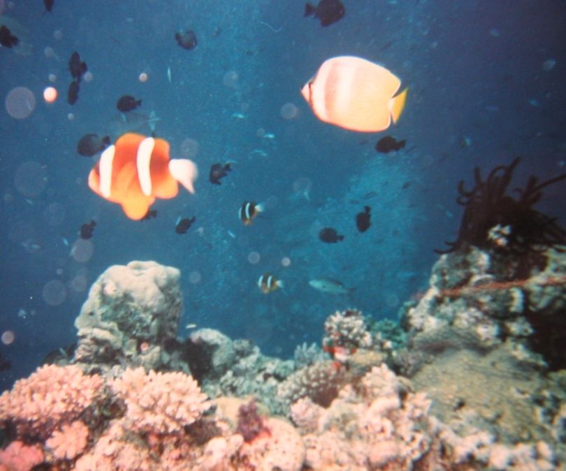 Great Barrier Reef 33 stor
