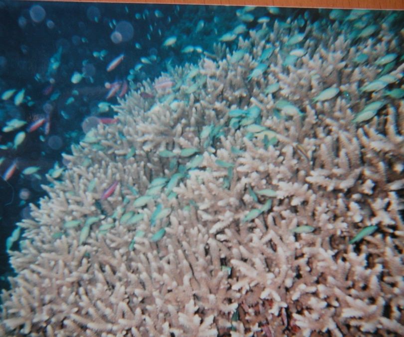 Great Barrier Reef 34 stor